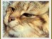 View Full Size - Picture of a cat