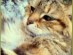 View Full Size - Picture of a cat