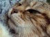 View Full Size - Picture of a cat