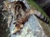 View Full Size - Picture of a cat
