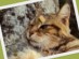 View Full Size - Picture of a cat