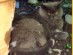 View Full Size - Picture of a cat