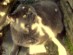 View Full Size - Picture of a cat