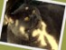 View Full Size - Picture of a cat
