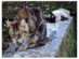 View Full Size - Picture of a cat