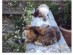 View Full Size - Picture of a cat