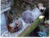 View Full Size - Picture of a cat