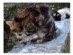 View full size - picture of a cat