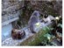 View full size - picture of a cat