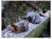 View full size - picture of a cat
