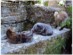 View full size - picture of a cat