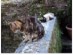 View full size - picture of a cat