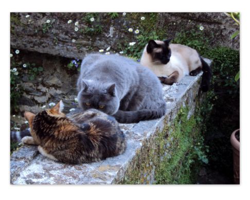 Picture of a cat / kitten / feline