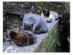 View full size - picture of a cat