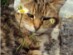View Full Size - Picture of a cat