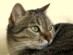 View full size - picture of a cat