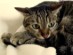 View full size - picture of a cat