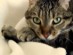 View full size - picture of a cat