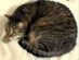 View full size - picture of a cat
