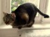 View full size - picture of a cat