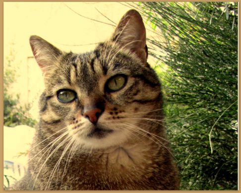 Picture of a cat / kitten / feline