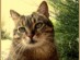 View full size - picture of a cat