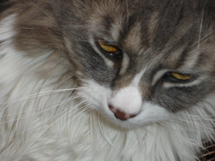 Picture of a cat / kitten / feline
