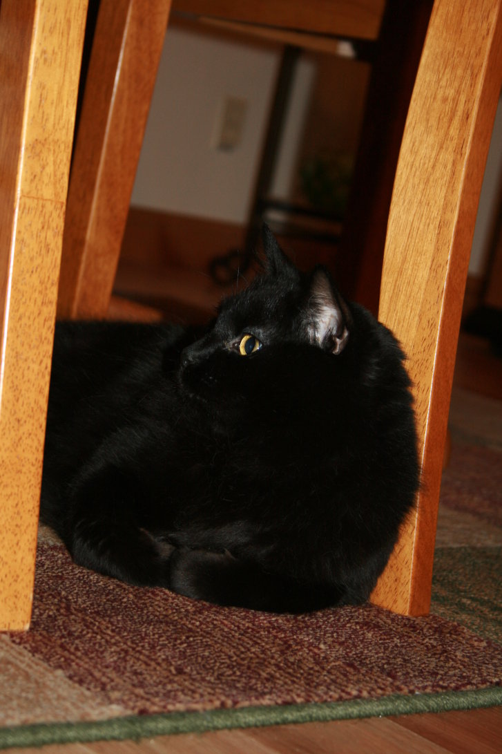 Picture of a cat / kitten / feline