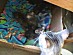 View full size picture