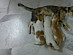 View full size picture