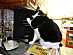 View full size picture