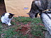 View full size picture
