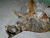 View full size picture