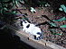 View full size picture