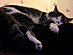 View full size picture