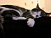 View full size picture
