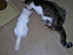 View full size picture