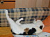 View full size picture