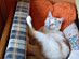 View full size picture