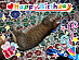 View full size picture