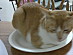 View full size picture