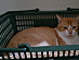 View full size picture