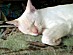 View full size picture
