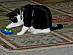 View full size picture