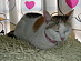 View full size picture