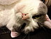 View full size picture