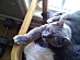 View full size picture