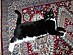 View full size picture