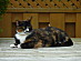 View full size picture