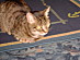 View full size picture